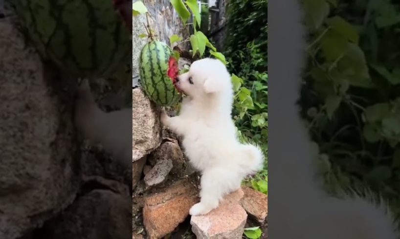 Cutest Puppy Eating Watermelon