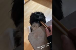 Cutest Puppy Ever Tries to STEAL a Treat