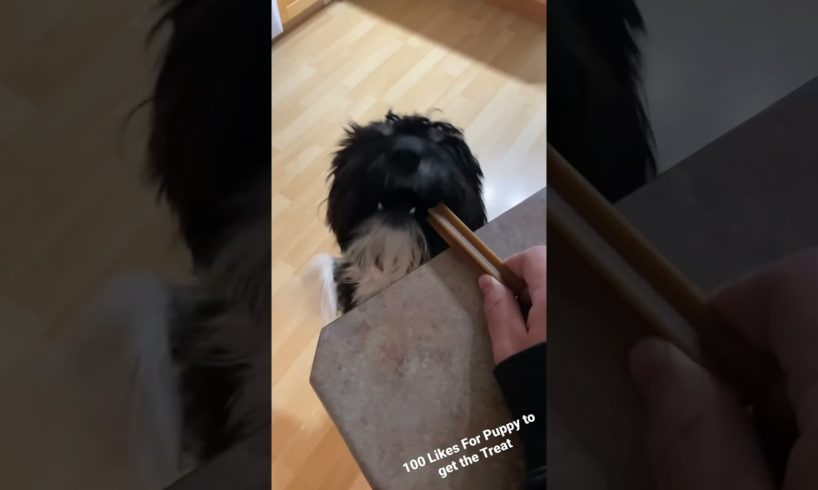 Cutest Puppy Ever Tries to STEAL a Treat