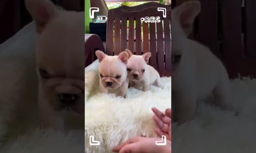 Cutest puppies