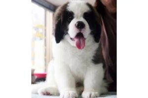 Cutest puppies | cute pappy love | puppy dog | cute pappies in india | cute pappies images |