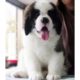 Cutest puppies | cute pappy love | puppy dog | cute pappies in india | cute pappies images |