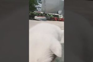 Cutest puppies 🐶 #cutepuppy #dog #cutedog #pets #shorts