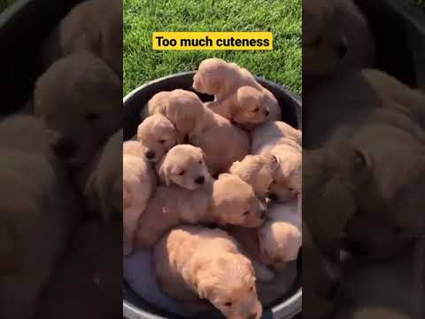 Cutest puppies #dog