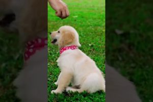 Cutest puppies ever 🐶 aww pets - watch it when you’re stressed and tired