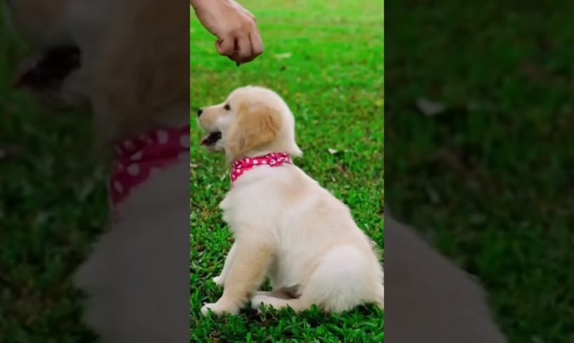 Cutest puppies ever 🐶 aww pets - watch it when you’re stressed and tired