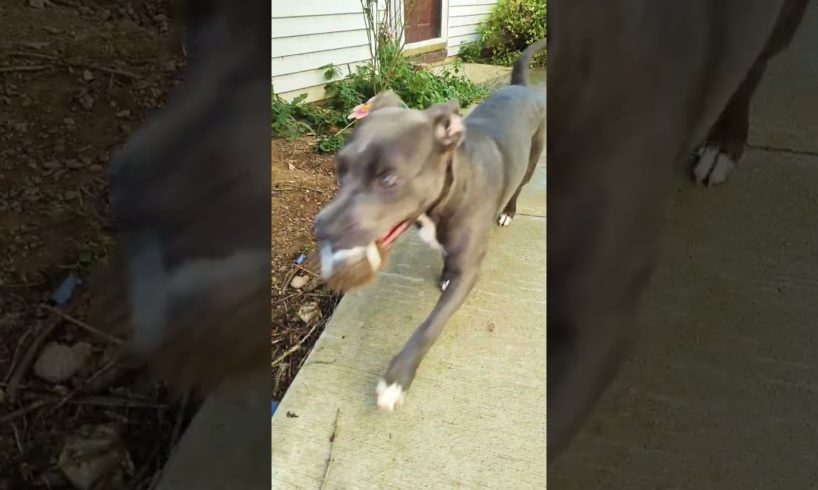 Cutest puppies in the world playing #pitbull #cutepuppy #dog #bestfriend