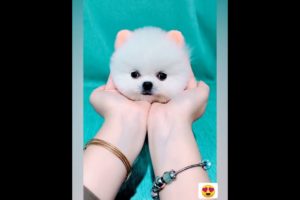 Cutest puppy  😍 Videos Compilation Cute moment of the Animals - Cutest Animals #shorts #cuteanimals