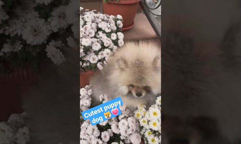 Cutest puppy dog playing with flower#cute puppy dog#short #trendingvideo #animal #subscribe for more