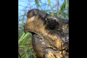 DO NOT mess with this turtle! Snapping turtle in scary attack