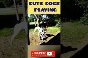 DOGS PLAYING FOOTBALL 🐶🐕  DOGS WITH AMAZING SKILLS 🐶🐕  CUTE DOGS 🐶🐕 #shorts  @Funny Animals' TV