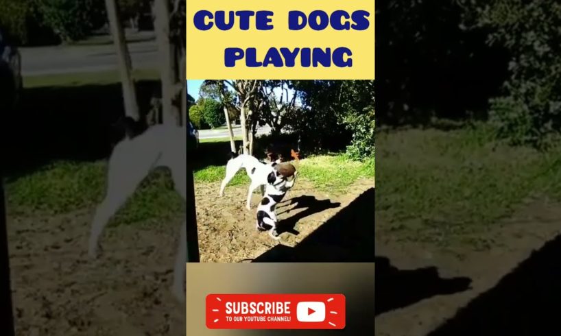DOGS PLAYING FOOTBALL 🐶🐕  DOGS WITH AMAZING SKILLS 🐶🐕  CUTE DOGS 🐶🐕 #shorts  @Funny Animals' TV