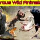 Dangerous Wild Animals fights