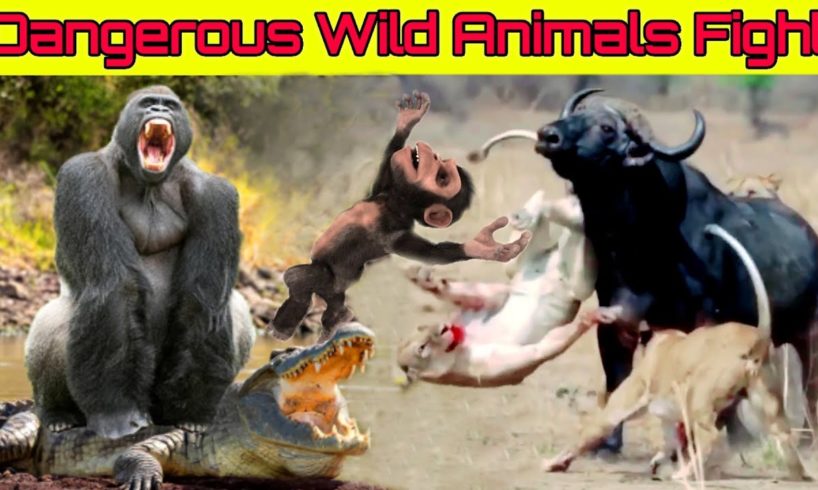 Dangerous Wild Animals fights
