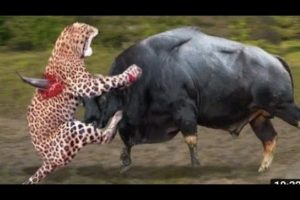 Discovery Wild Animal Fights | 2 Buffalo vs 10 Lion, Hyena & Wild dogs attacks Deer জীবজন্তু প্রাণী