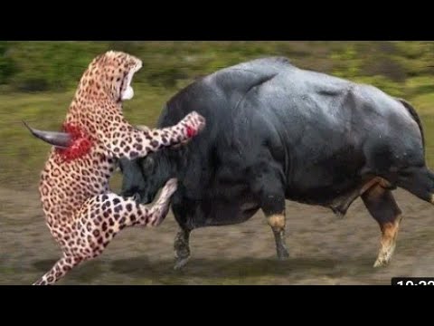 Discovery Wild Animal Fights | 2 Buffalo vs 10 Lion, Hyena & Wild dogs attacks Deer জীবজন্তু প্রাণী