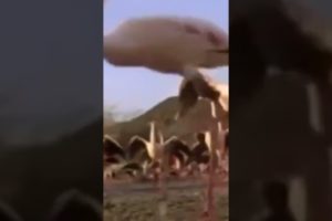 Discovery Wild Animal Fights 2 Buffalo vs