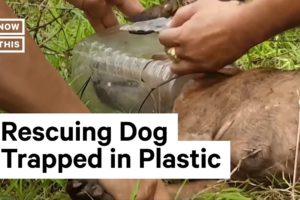 Dog Gets Plastic Jar Stuck on Head