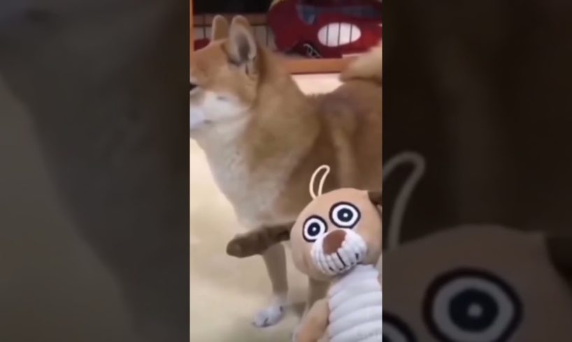 Dog Playing with Teddy bear 🐻  Dog full mood 🐕 Funzo Animals #dogplaying #viralshorts #doglover