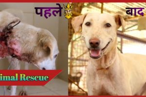 Dog 🐕 Rescue किया था किया बन गया? Animal rescue । #shorts
