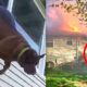 Dog Rescues Couple's Lives After Struggling For Hours