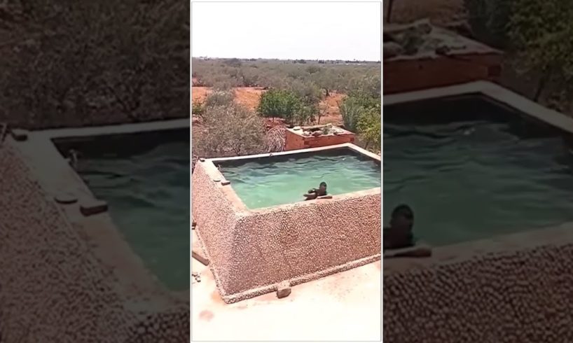 Dog saves human life/ watch how quickly dog rescue # dog # rescue @SWETANSH