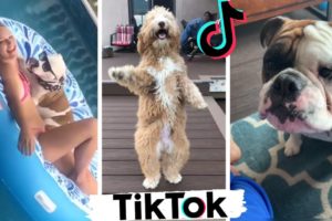 Dogs Doing Funny Things ~ Cute Puppies of TikTok