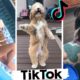 Dogs Doing Funny Things ~ Cute Puppies of TikTok