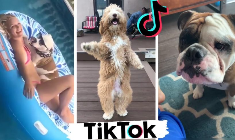 Dogs Doing Funny Things ~ Cute Puppies of TikTok