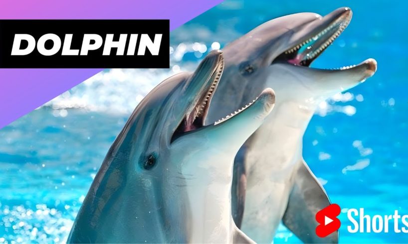 Dolphin 🐬 One Of The Cutest But Dangerous Animals In The World #shorts