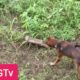 EPIC ANIMAL FIGHTS