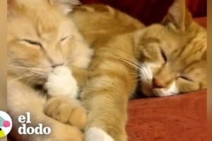 El gato odia a todos menos a su "mini yo" | Cat Crazy | El Dodo