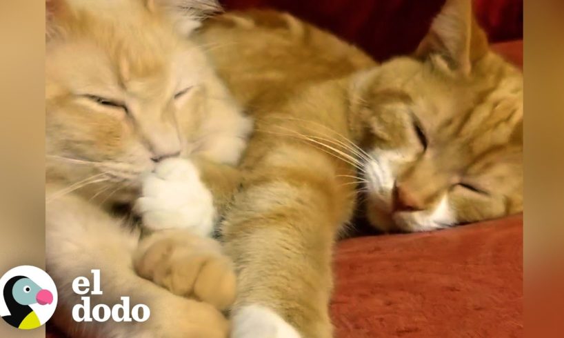 El gato odia a todos menos a su "mini yo" | Cat Crazy | El Dodo