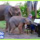Elephants Ask Rescuer To Play Piano For Them | Animal Videos | Dodo Kids