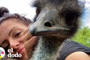 Emu con una actitud picante aprende a acurrucarse con su mamá | El Dodo