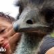 Emu con una actitud picante aprende a acurrucarse con su mamá | El Dodo