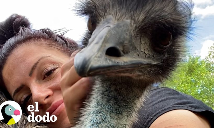 Emu con una actitud picante aprende a acurrucarse con su mamá | El Dodo