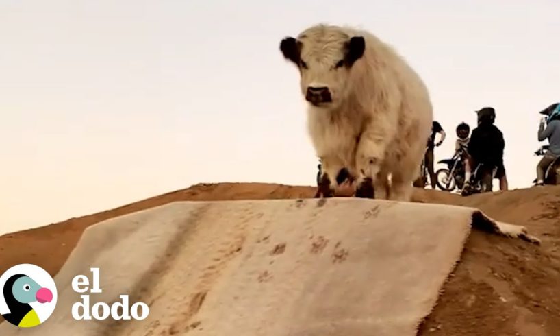 Esta vaca quiere estar donde sea que estén sus personas favoritas | El Dodo