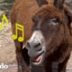 Este burro canta para conseguir todo lo que quiere | El Dodo