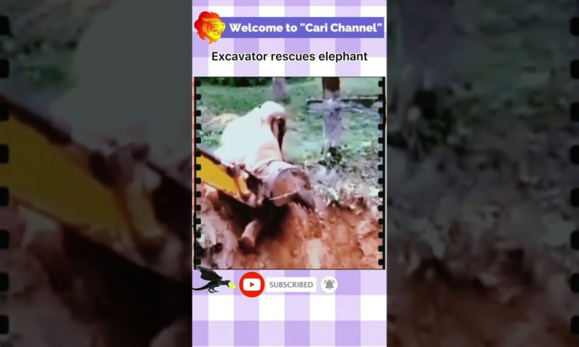 Excavator rescues elephant | Wild animals | Cari Channel