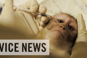 Experimenting on Animals: Inside The Monkey Lab