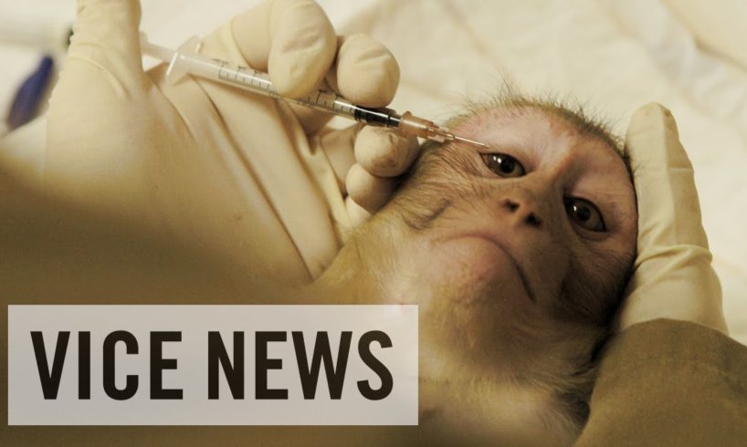 Experimenting on Animals: Inside The Monkey Lab