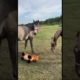 Fenya is having fun part 1 | Horse playing | Funny horse #horse #animals #shorts