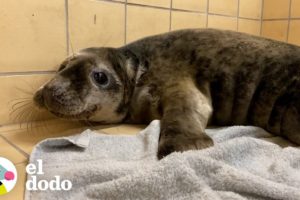 Foca bebé tan pequeña como un bolso de mano es amamantada hasta que recupera la salud | El Dodo