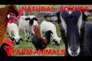 For little children: FARM ANIMALS WITH NATURAL FARM SOUNDS - cow mooing, horse whining