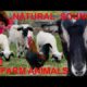 For little children: FARM ANIMALS WITH NATURAL FARM SOUNDS - cow mooing, horse whining