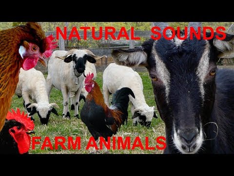 For little children: FARM ANIMALS WITH NATURAL FARM SOUNDS - cow mooing, horse whining