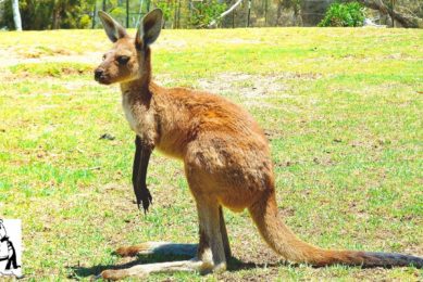 Friendly Kangaroo Chasing other Animals Compilation