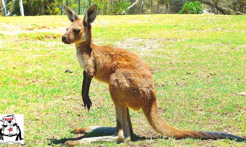 Friendly Kangaroo Chasing other Animals Compilation