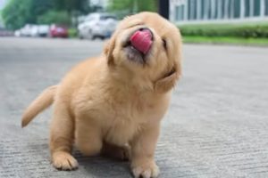 Funniest & Cutest Golden Retriever Puppies - 30 Minutes of Funny Puppy Videos 2022 #12